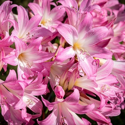 Large mature bulbs lycoris - 5, large/mature