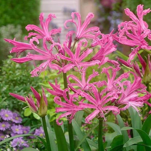 Nerine lily bulbs for home - nerine,