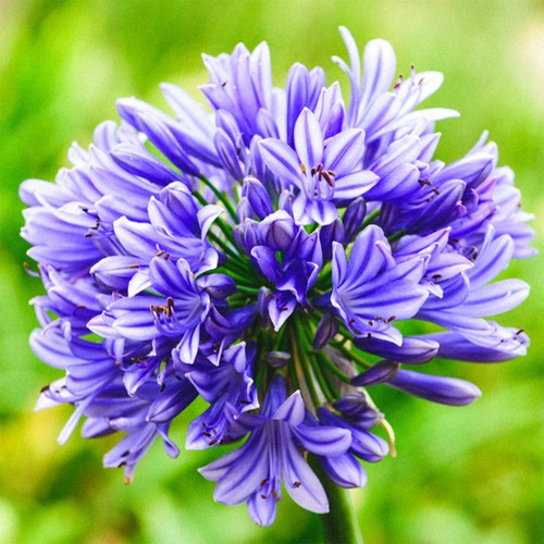 Blue lily the nile - of,