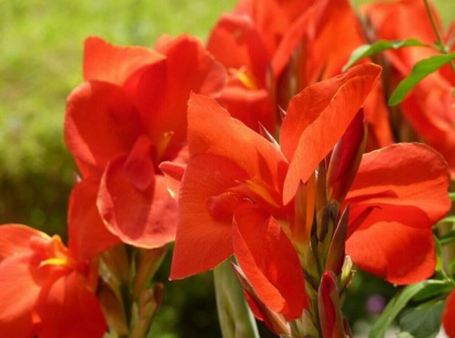 Canna lily seeds assorted - seeds, (assorted